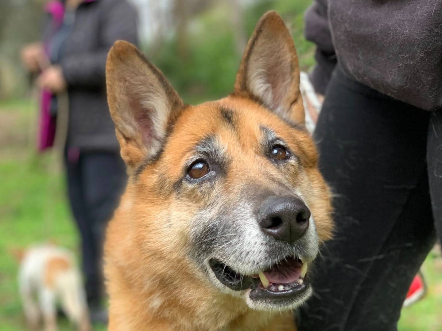 Adotta un cane, taglia grande, maschio, Latina