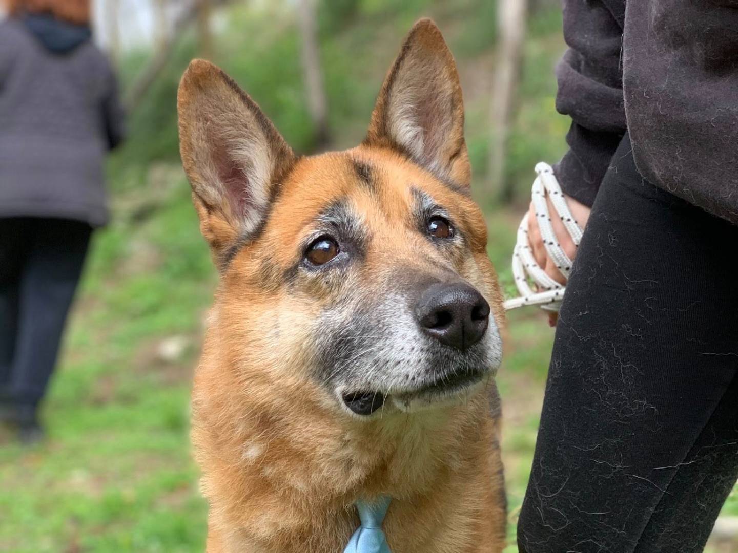 Vuoi adottare un cane a Latina?