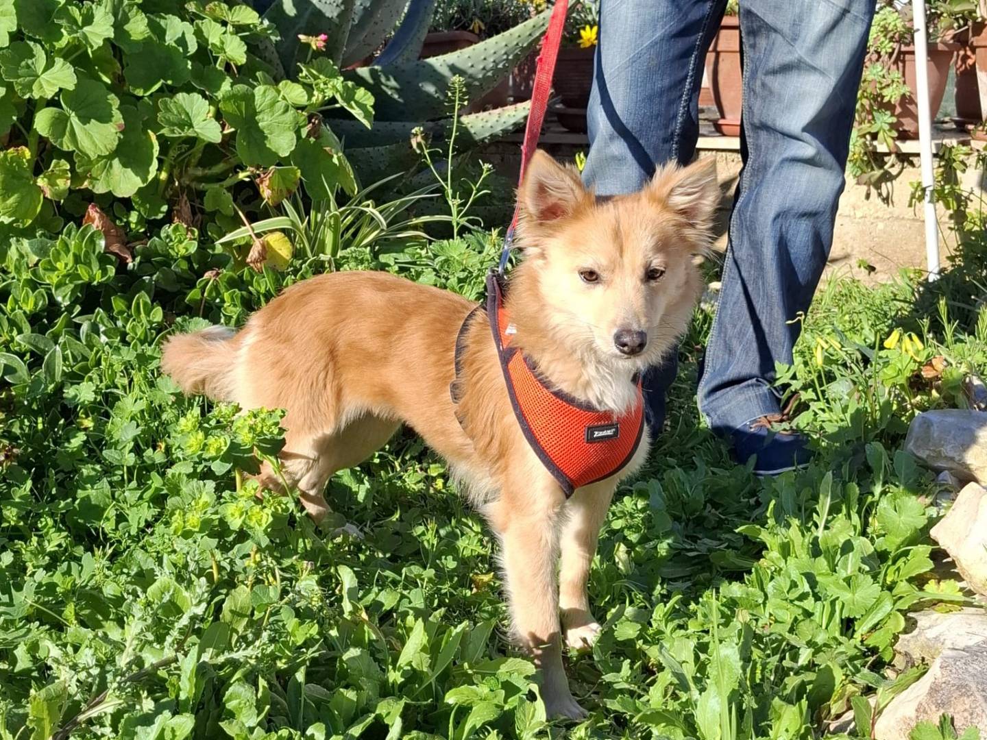 Vuoi adottare un cane a Milano?