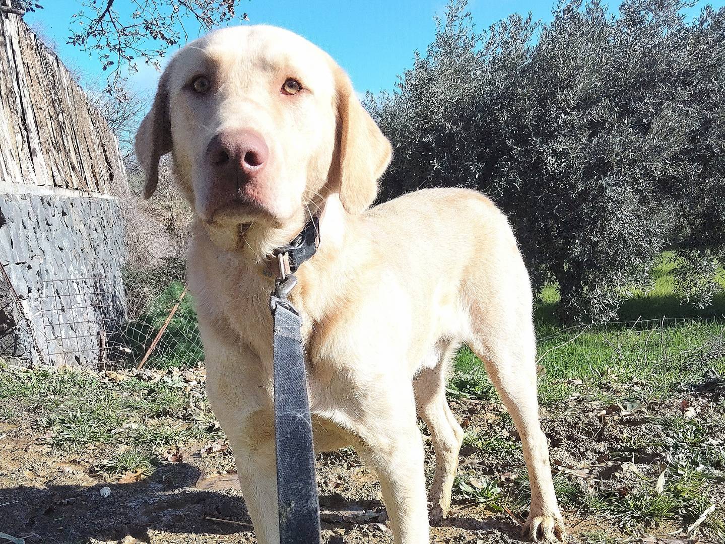 Adotta un cane, maschio, 10 mesi, Torino
