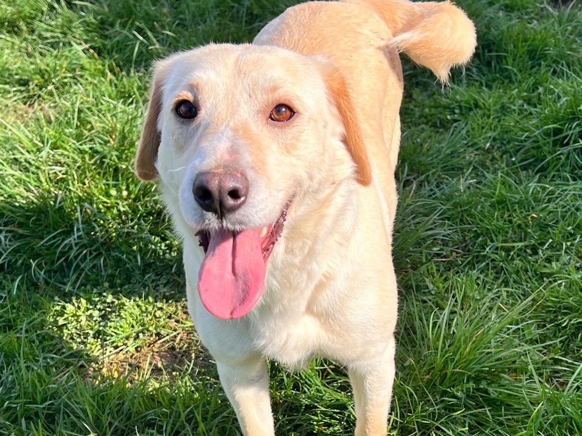 Adozione cane, femmina, Razza sconosciuta Razza sconosciuta, 1 anno e 6 mesi, taglia media contenuta, Frosinone