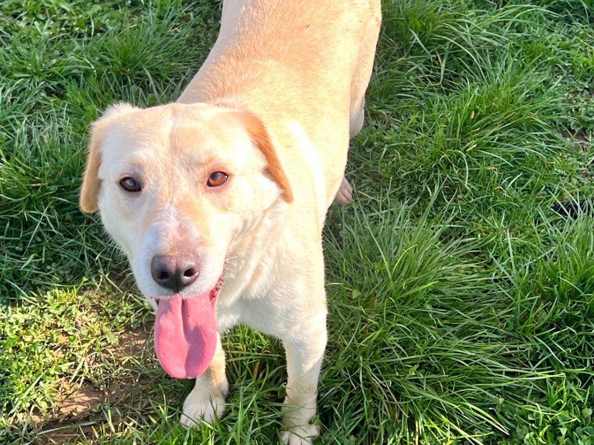 Vuoi adottare un cane a Frosinone?