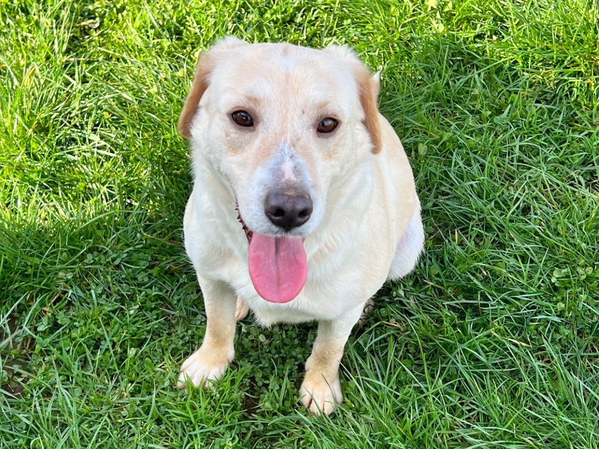 Adotta un cane, femmina, 1 anno e 6 mesi, Frosinone