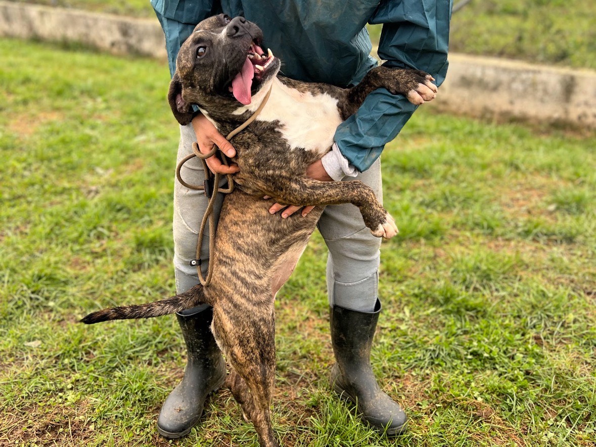 Vuoi adottare un cane a Frosinone?