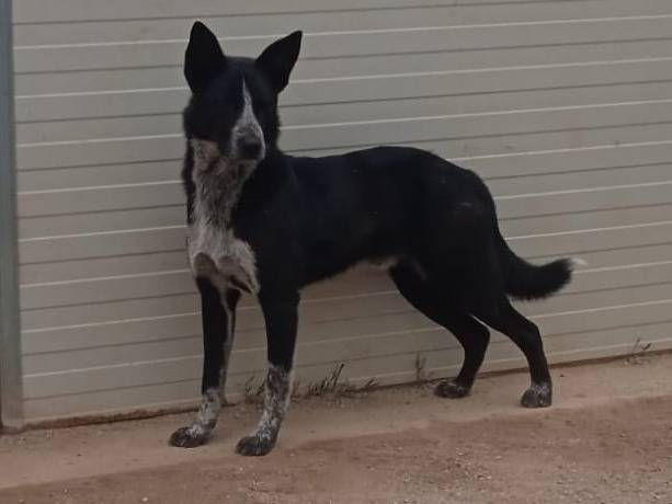 Adotta il cane Valzer a Como