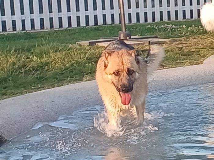 Adotta un cane, taglia gigante, maschio, Mantova