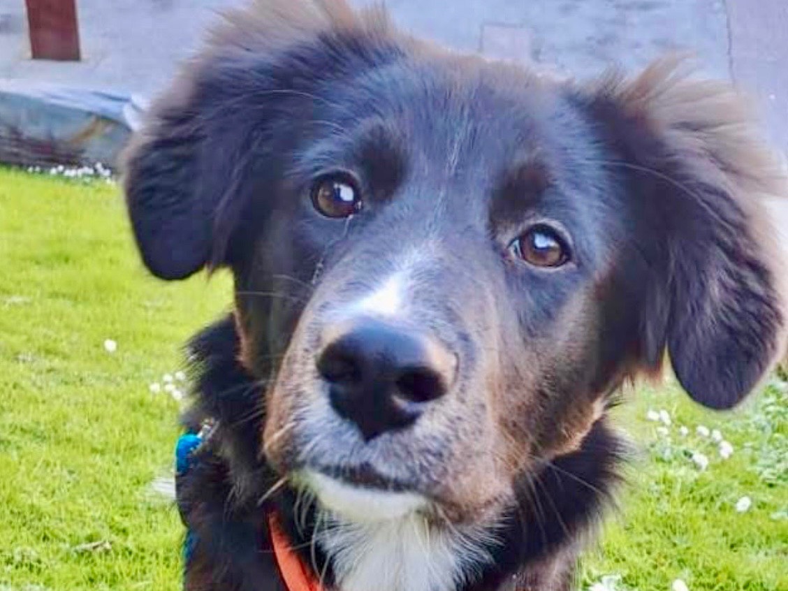 Adozione cane, femmina, Razza sconosciuta Razza sconosciuta, 5 mesi, taglia grande, Savona