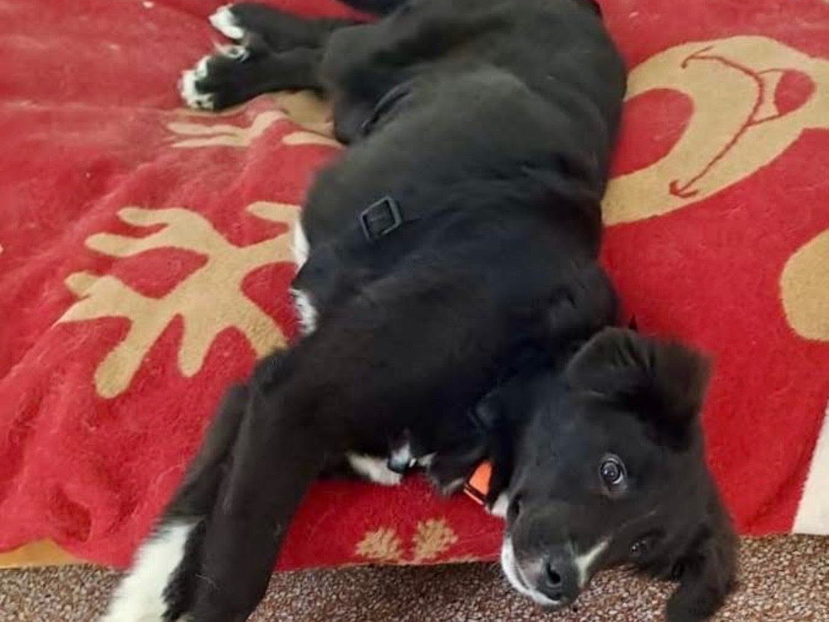 Adotta un cane, taglia grande, femmina, Savona