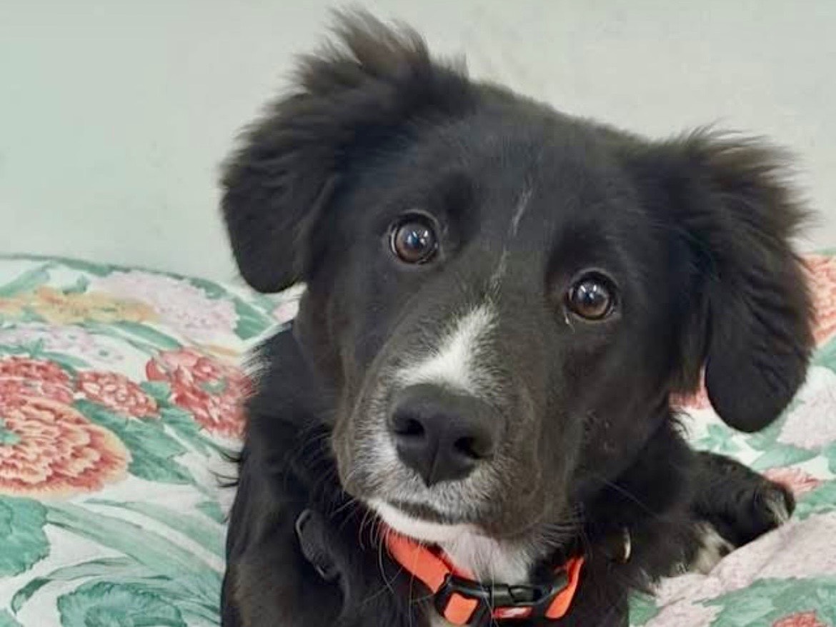 Vuoi adottare un cane a Savona?