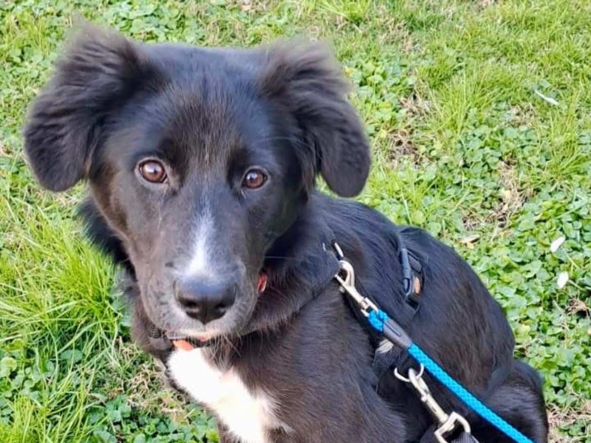 Adotta il cane Cloe  a Savona