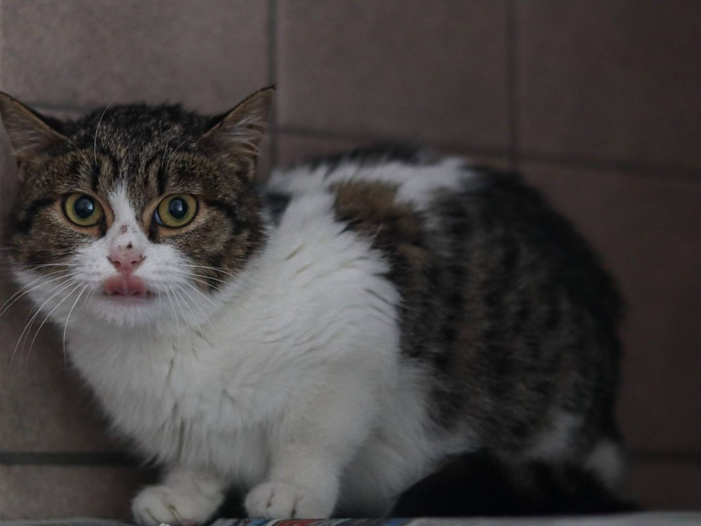 Adotta un gatto, taglia non valida, maschio, Brescia