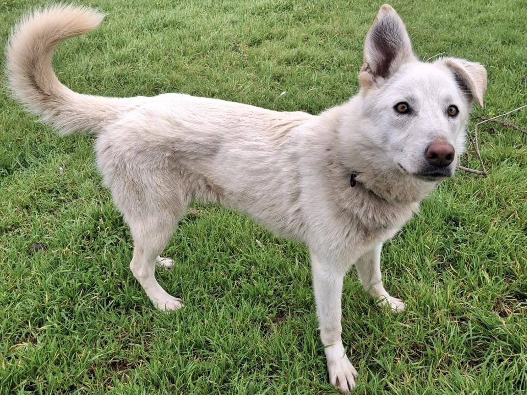 Vuoi adottare un cane a Crotone?
