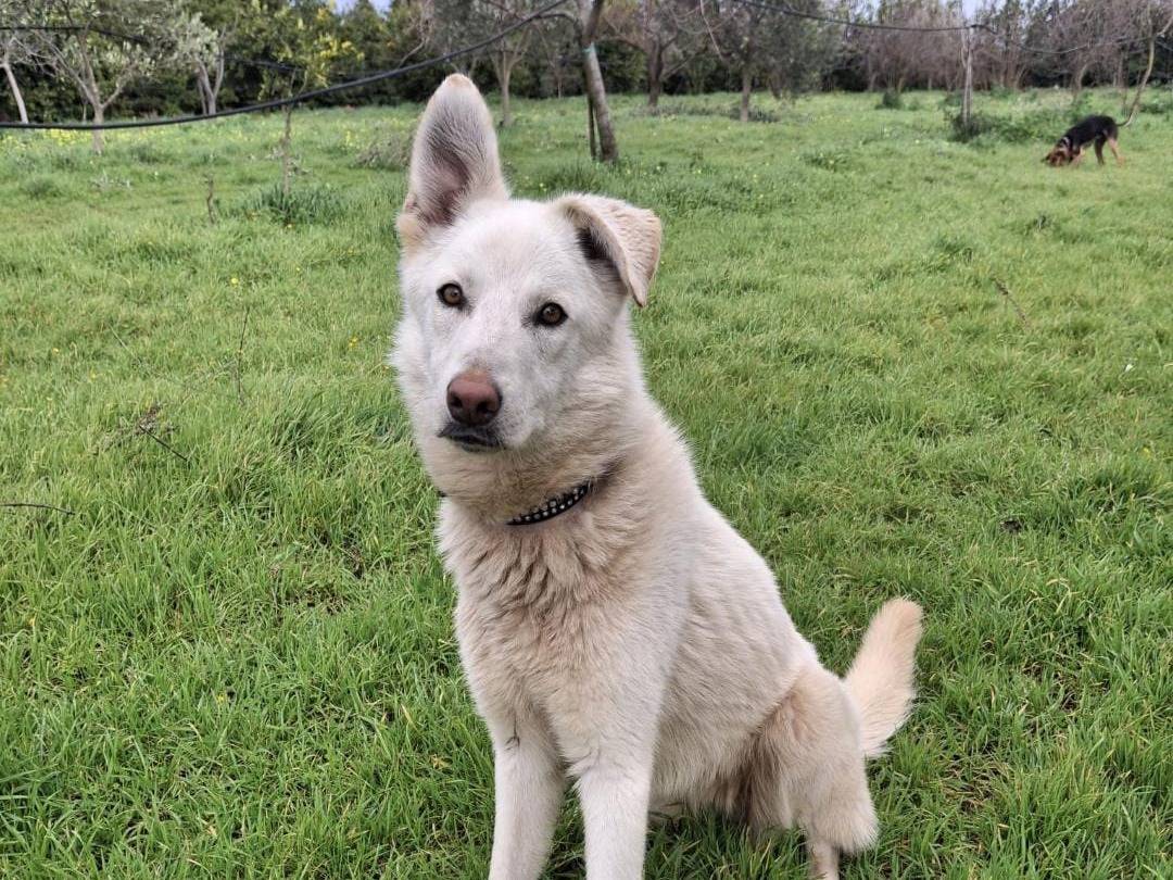 Adotta il cane Luna a Crotone