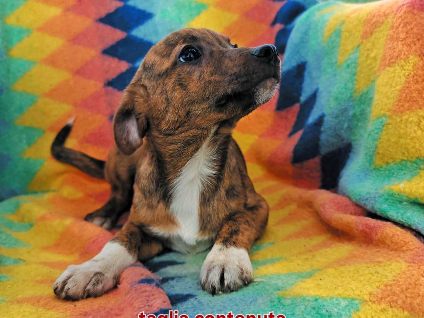 Vuoi adottare un cane a Crotone?