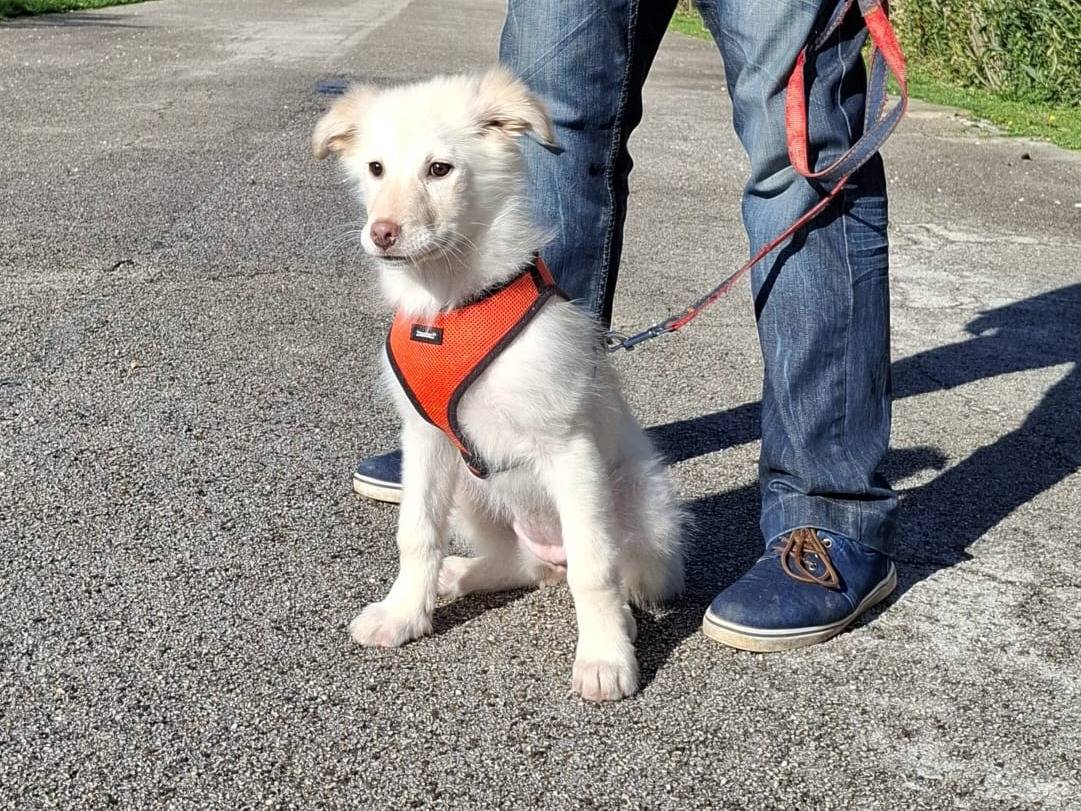 Adozione cane, femmina, Razza sconosciuta Razza sconosciuta, 4 mesi, taglia media, Bologna