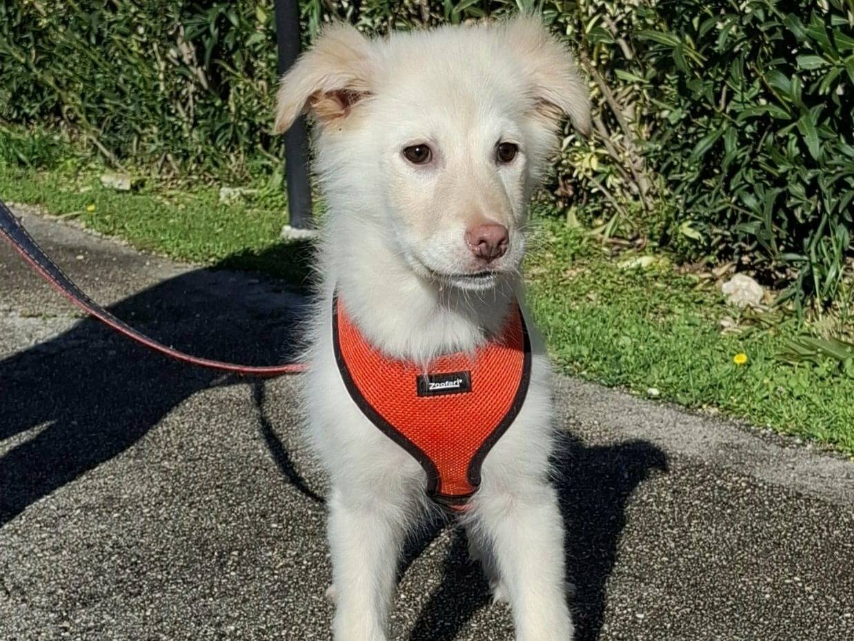 Adotta un cane, femmina, 4 mesi, Bologna