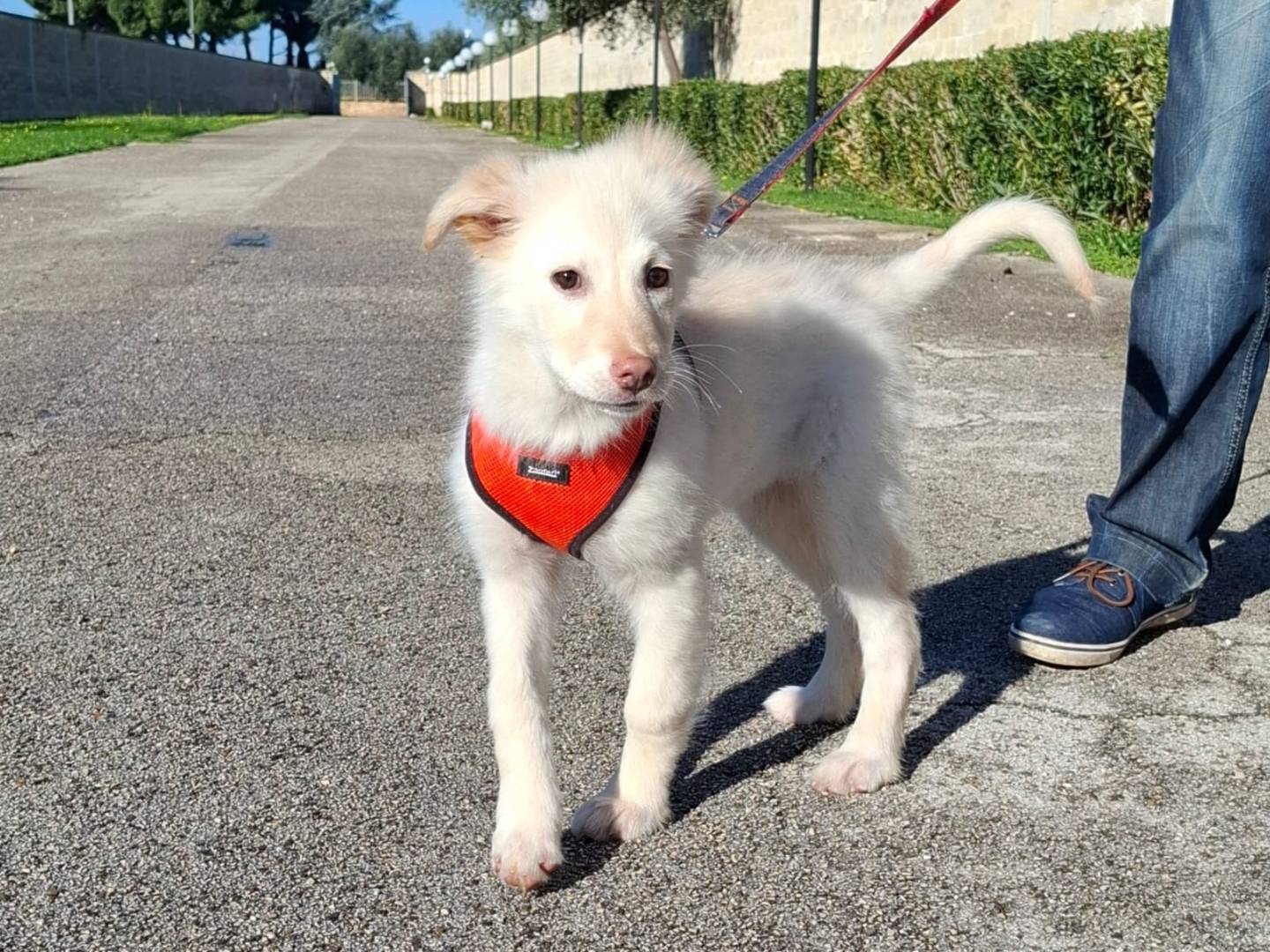 Adotta un cane, taglia media, femmina, Bologna