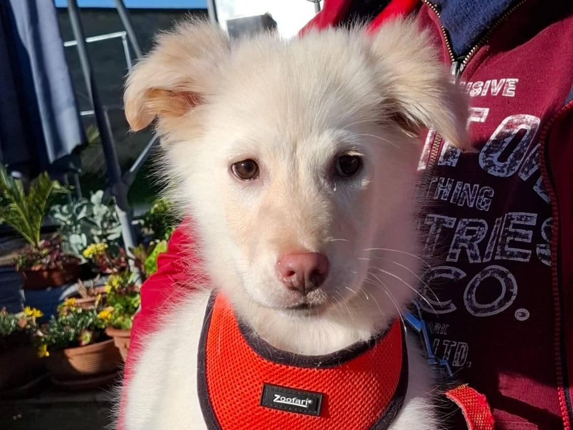 Vuoi adottare un cane a Bologna?