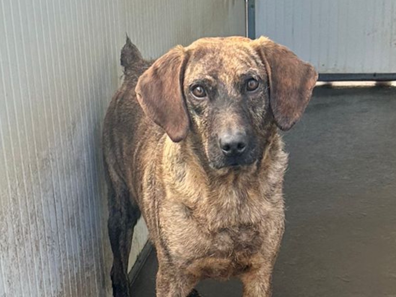 Adozione cane, maschio, Razza sconosciuta Razza sconosciuta, 6 anni e 1 mese, taglia media, Latina