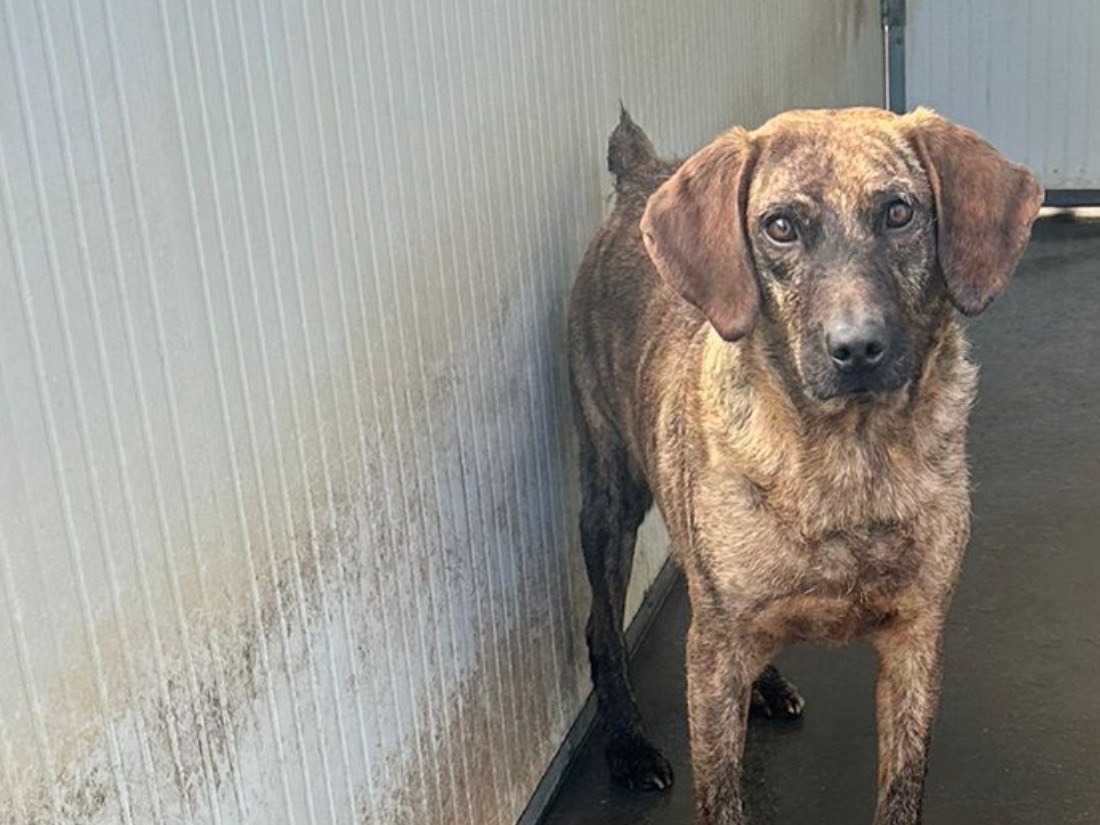 Adotta un cane, maschio, 6 anni e 1 mese, Latina