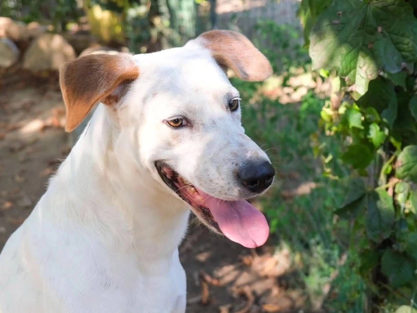 Adozione cane, maschio, Razza sconosciuta Razza sconosciuta, 3 anni e 6 mesi, taglia media, Torino