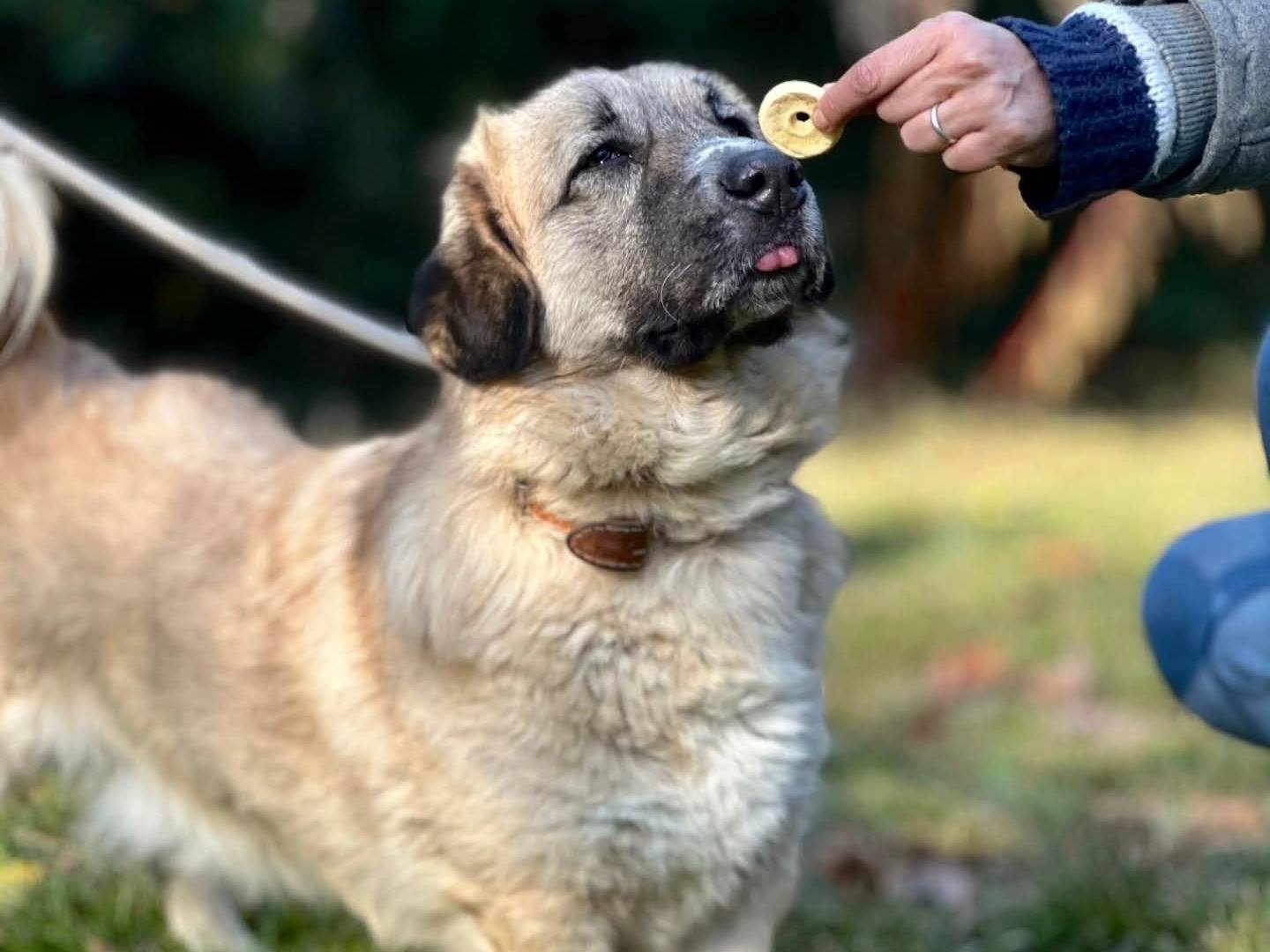 Adotta il cane Chuky a Torino