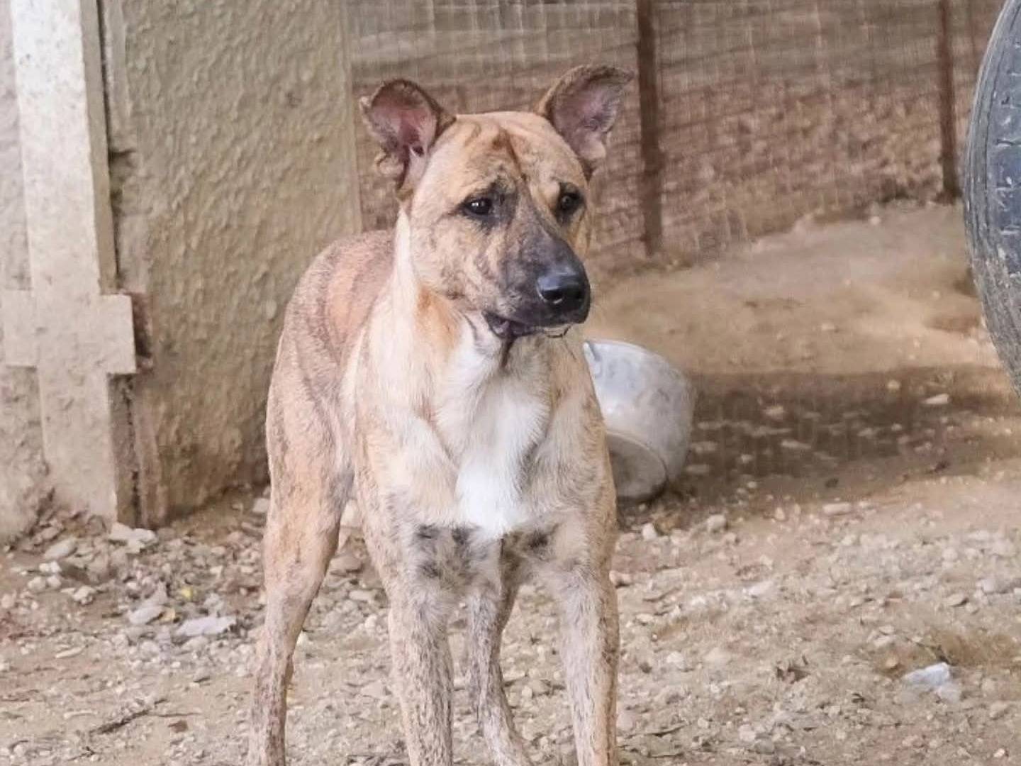 Adotta il cane Rambo a Torino