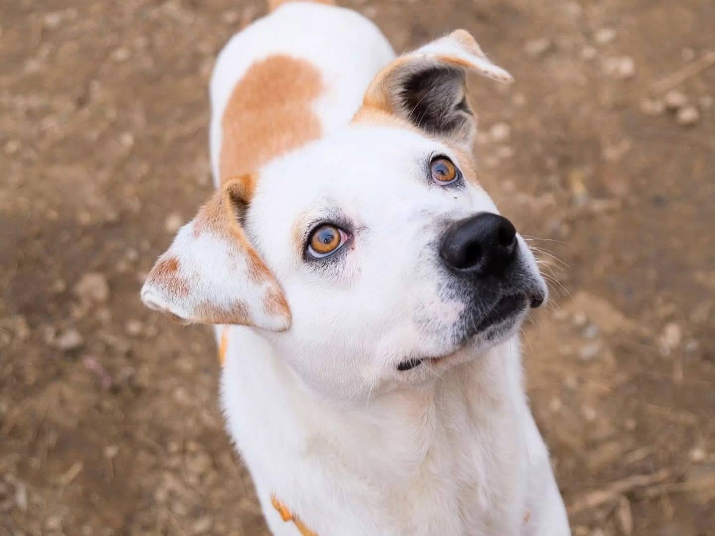 Adozione cane, maschio, Razza sconosciuta Razza sconosciuta, 3 anni e 7 mesi, taglia media, Torino