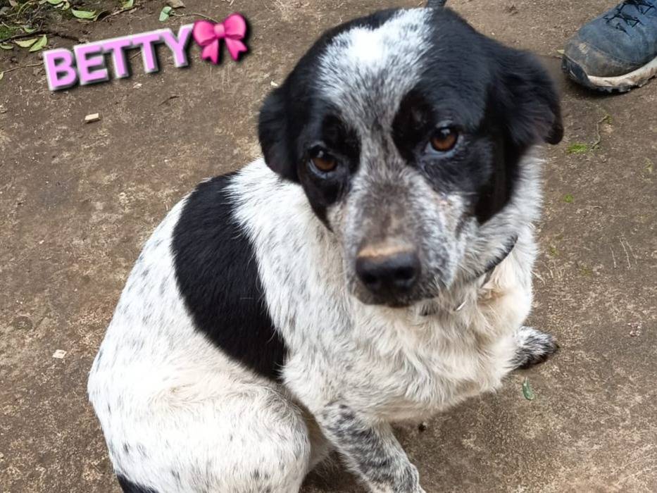 Adozione cane, femmina, Razza sconosciuta Razza sconosciuta, 3 anni e 5 mesi, taglia media contenuta, Varese