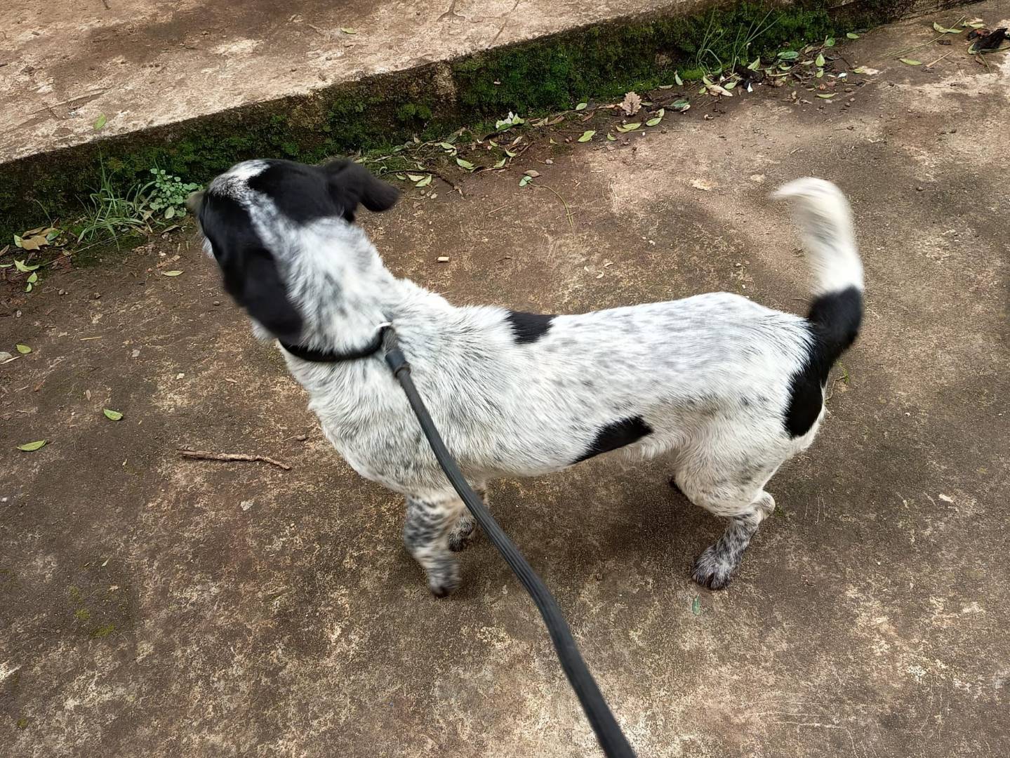 Vuoi adottare un cane a Varese?