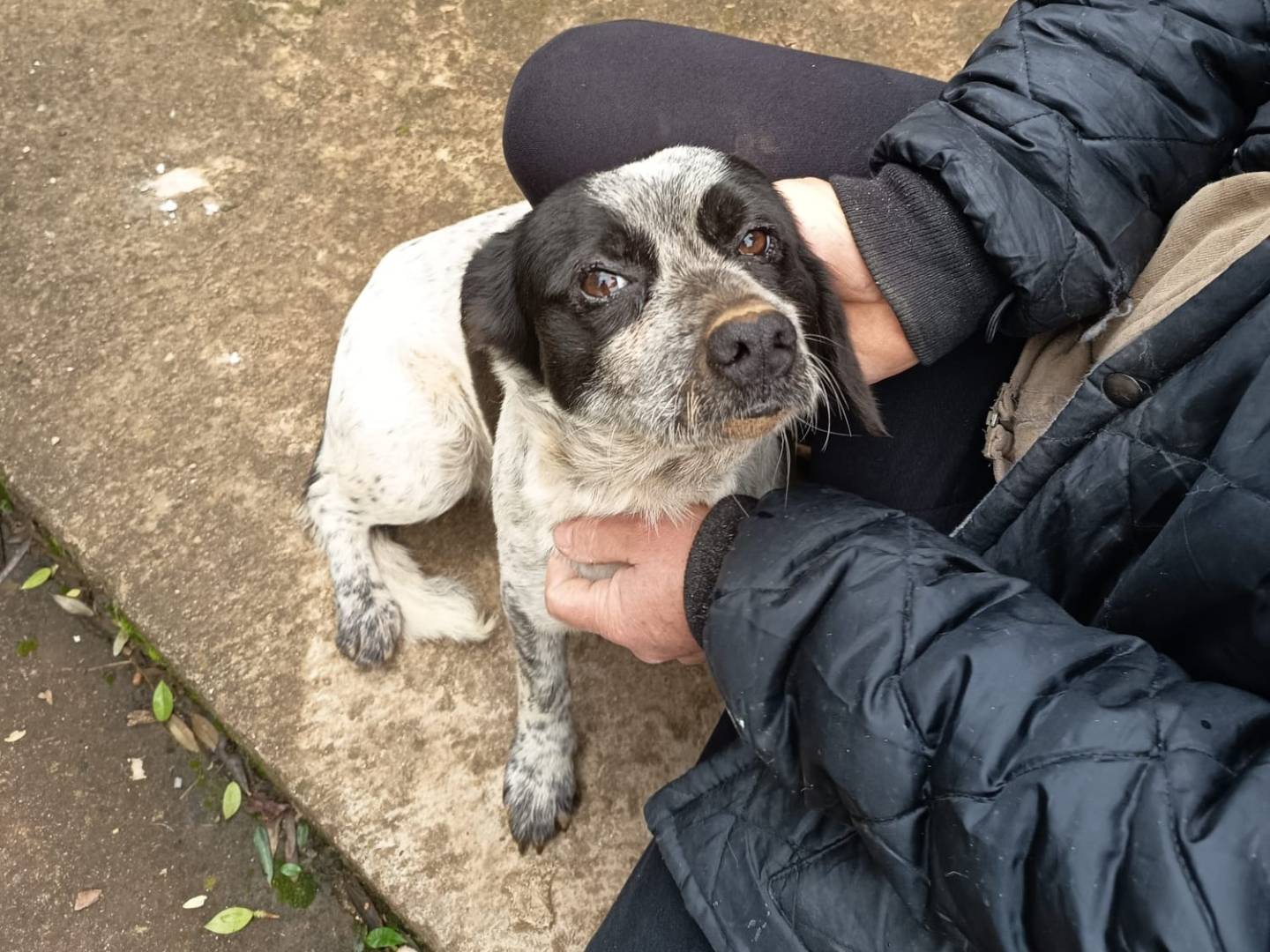 Adotta il cane BETTY a Varese