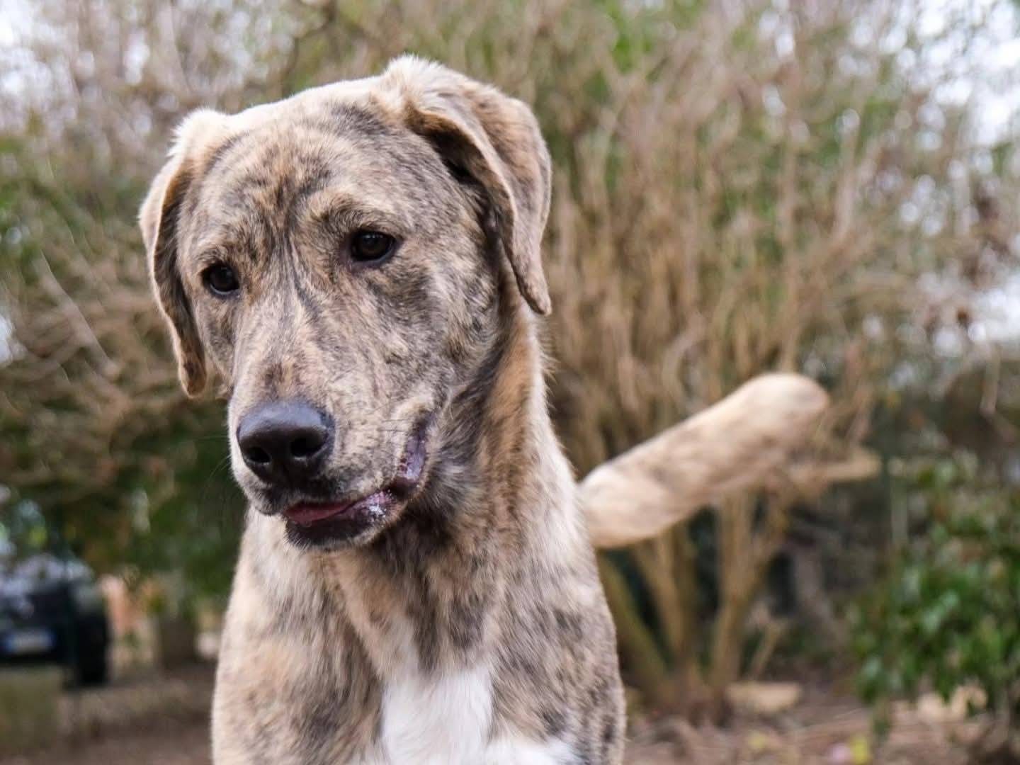 Adotta il cane Peppino a Torino