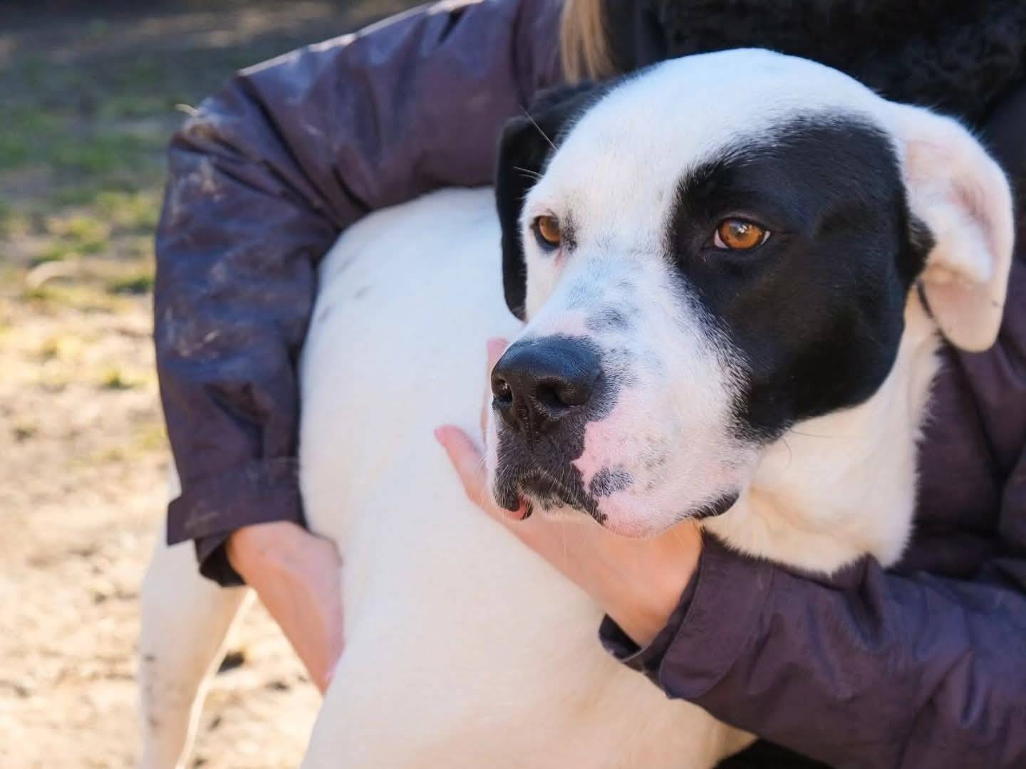 Adozione cane, maschio, Pitbull Razza sconosciuta, 2 anni e 5 mesi, taglia media, Torino