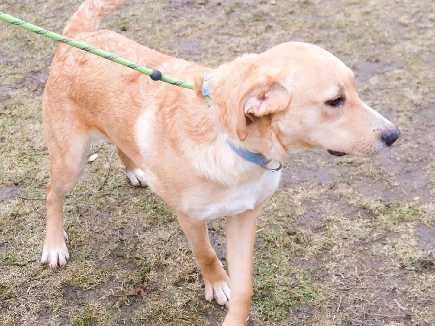 Vuoi adottare un cane a Torino?