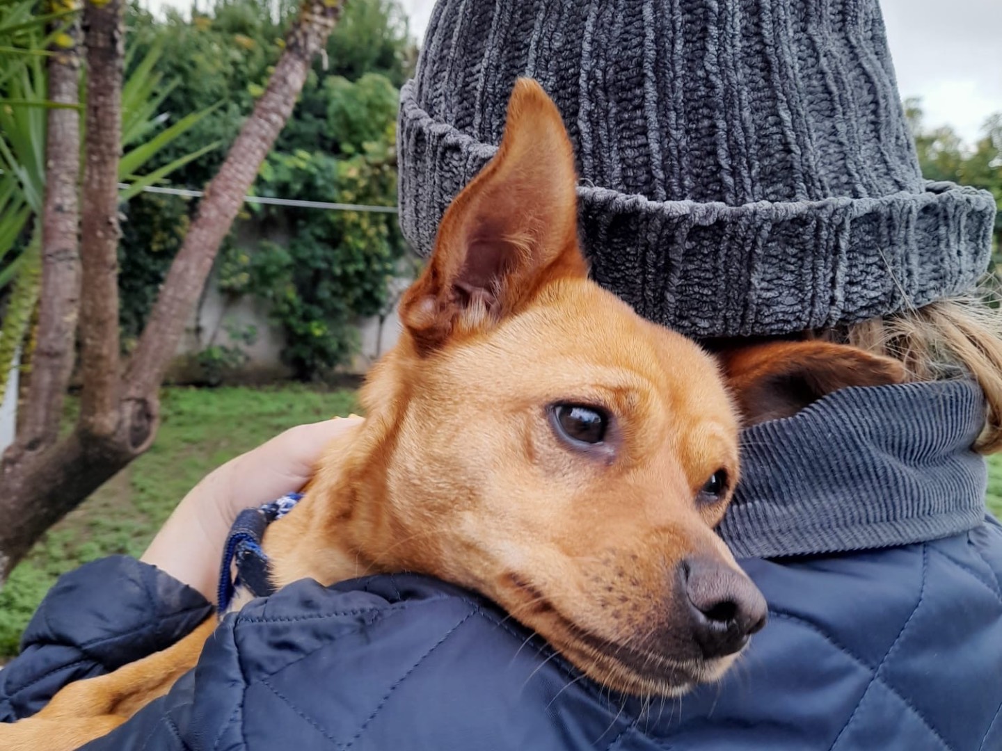 Adozione cane, femmina, Razza sconosciuta Razza sconosciuta, 2 anni e 3 mesi, taglia piccola, Vibo