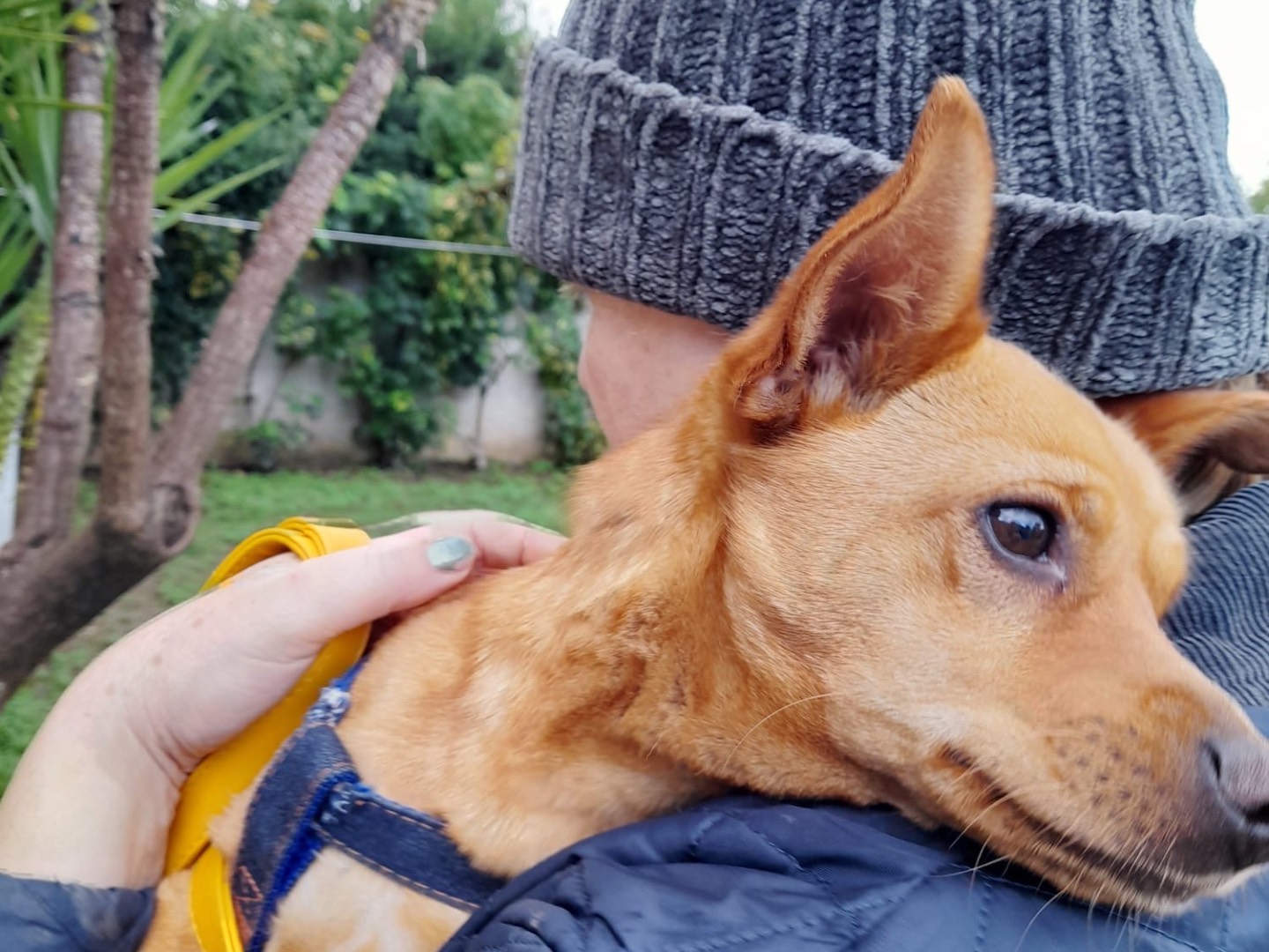 Adotta un cane, femmina, 2 anni e 3 mesi, Vibo