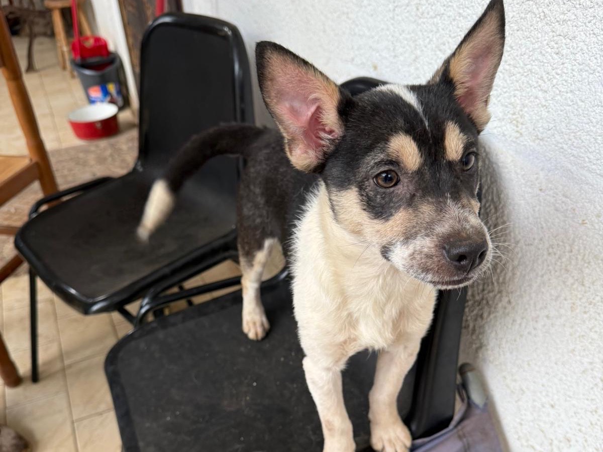 Adozione cane, femmina, Razza sconosciuta Razza sconosciuta, 6 mesi, taglia piccola, Vibo