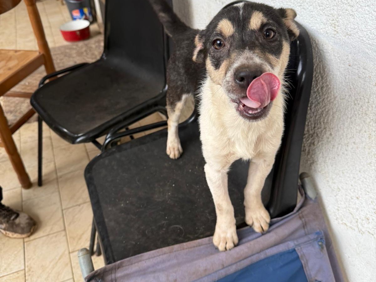 Adotta un cane, femmina, 6 mesi, Vibo