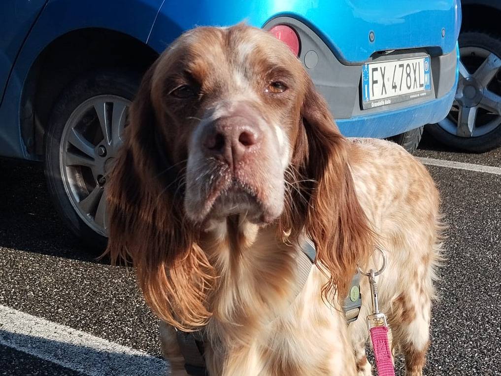 Vuoi adottare un cane a Milano?