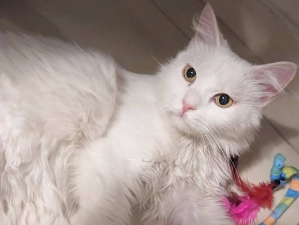 Adozione gatto, femmina, Gatto d'Angora  Razza sconosciuta, 2 anni e 11 mesi, taglia non valida, Torino