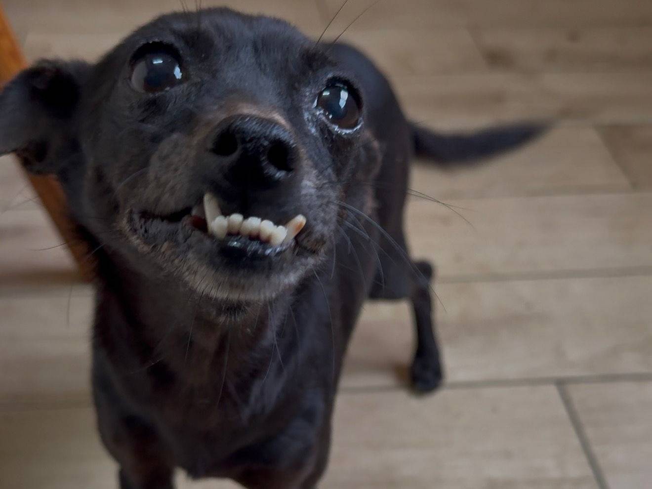 Adozione cane, femmina, Pinscher Razza sconosciuta, 4 anni e 4 mesi, taglia piccola, Matera