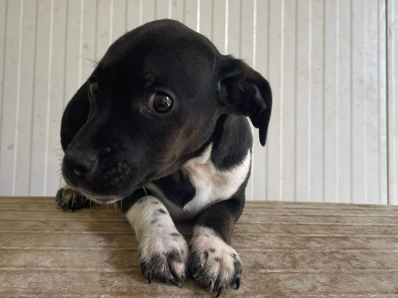 Adotta un cane, maschio, 2 mesi, Frosinone