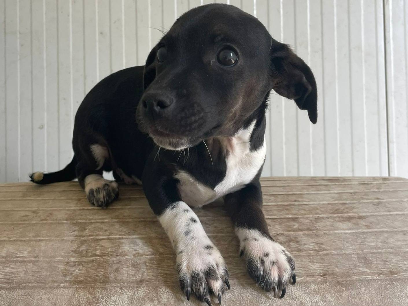 Adotta il cane LEON a Frosinone