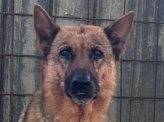 Vuoi adottare un cane a Padova?