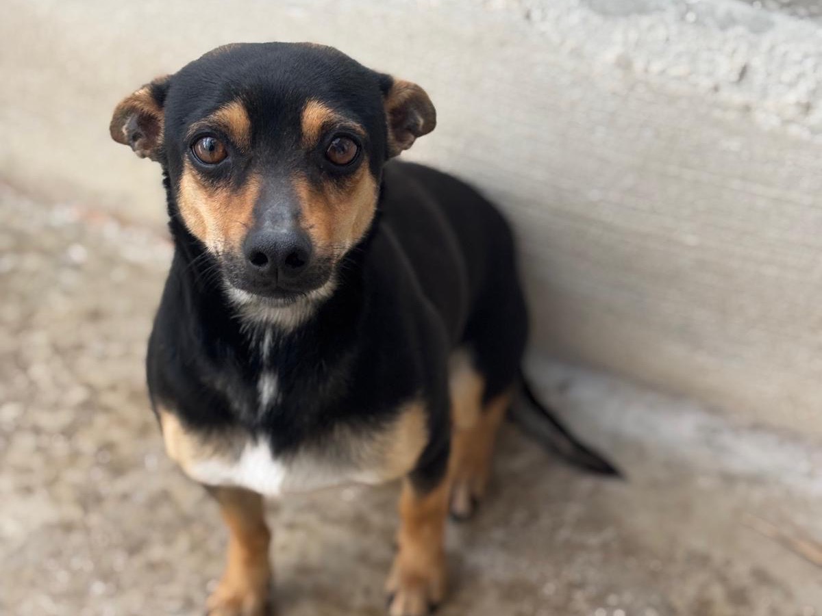 Adozione cane, maschio, Razza sconosciuta Razza sconosciuta, 1 anno e 6 mesi, taglia piccola, Napoli