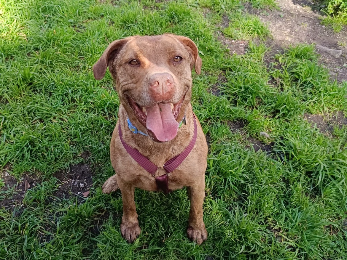 Adozione cane, femmina, Amstaff Razza sconosciuta, 6 anni, taglia media, Caserta
