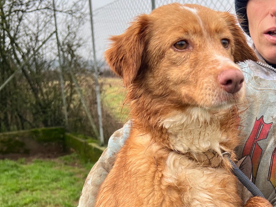 Adotta un cane, femmina, 4 anni e 2 mesi, Frosinone