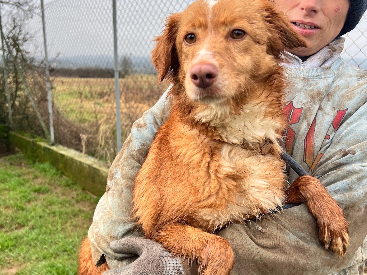 Adotta un cane, taglia piccola, femmina, Frosinone