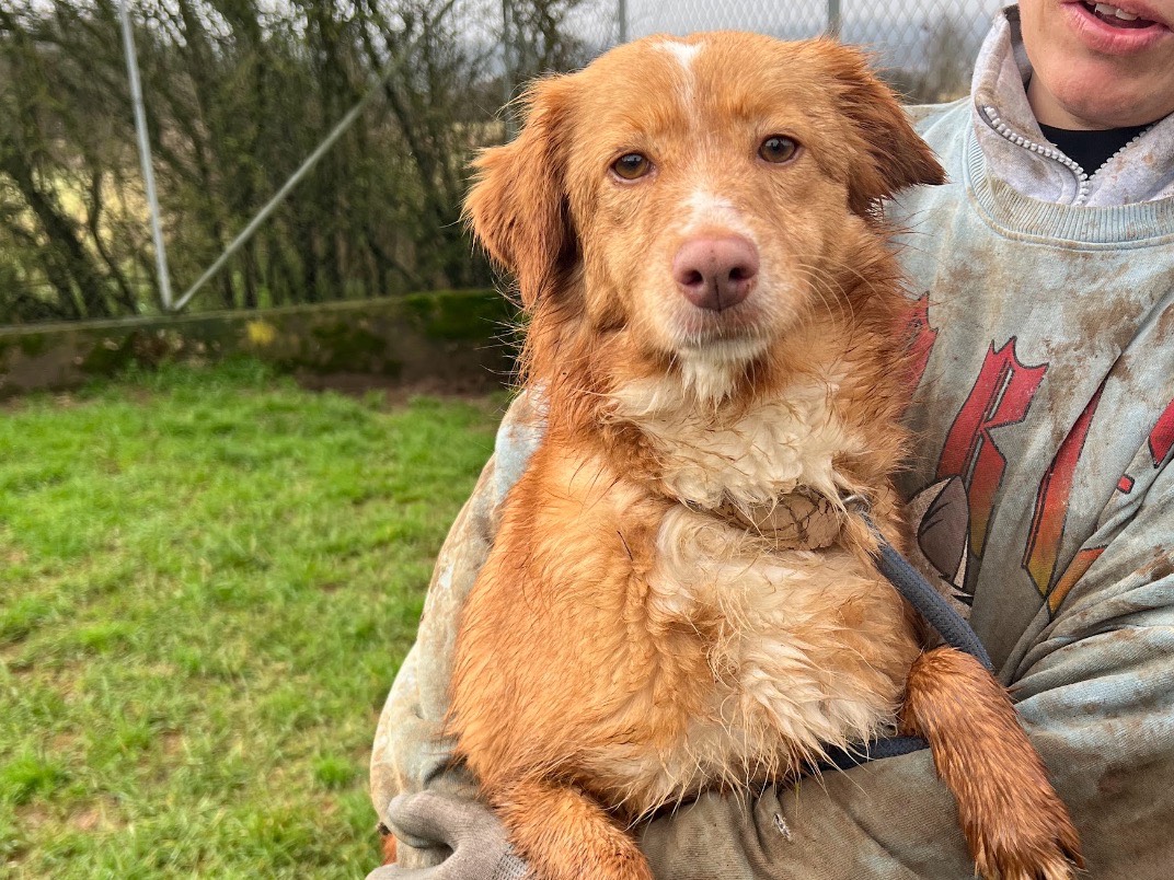 Vuoi adottare un cane a Frosinone?