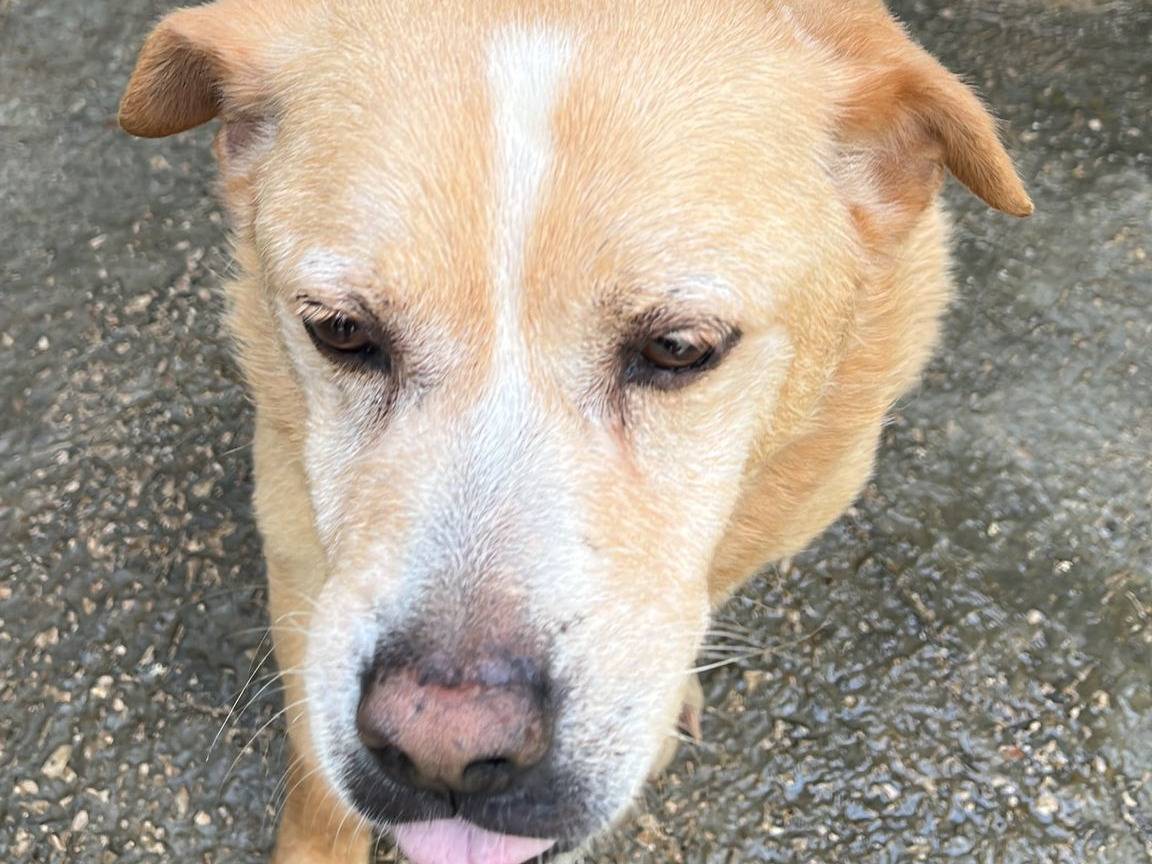 Adozione cane, maschio, Razza sconosciuta Razza sconosciuta, 12 anni e 6 mesi, taglia media contenuta, Caserta